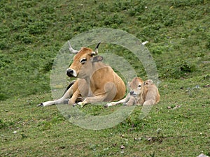 Cow and calf photo