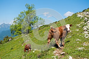 Cow calf on alpine slope