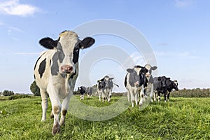Cow calf approaching, towards and oncoming in a group