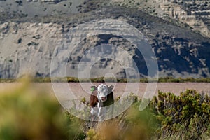 Una vaca o el becerro en seco o países 