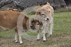 Cow Calf Asturian race photo