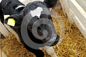 Cow calf in box with hay