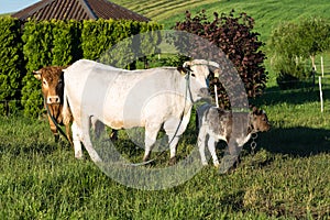 Cow with calf. Brown cows