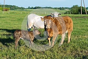 Cow with calf. Brown cows