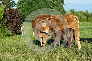 Cow with calf. Brown cows