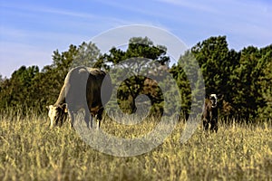 Cow and calf in brown pasture