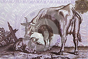 Cow with a calf from Chinese money