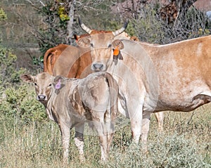 Cow and Calf in a Colorado Ranch