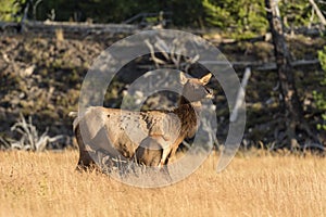 Cow and Calf Elk