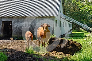 Cow with calf on a farm of Vestbirk, Denmark