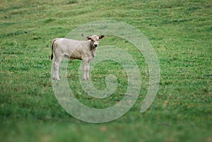 Cow Calf in Field