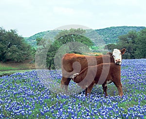 Cow Calf in Field Blue Bonnets