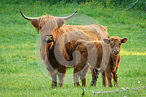 Cow and calf on flowered meadow. Scottish highland cattle with long horns and long wavy fur. Bio agriculture. Bio farming.