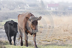 Cow and calf go to pasture. Livestock breeding. Stockbreeding and milk production