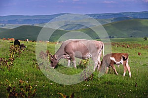 A cow and calf graze in a meadow on a summer evening. Natural grazing