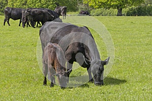 Cow and Calf grazing