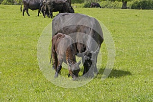 Cow and Calf grazing