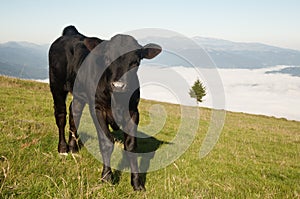 Cow calf grazing