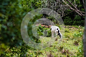 cow calf grazing grass in forest