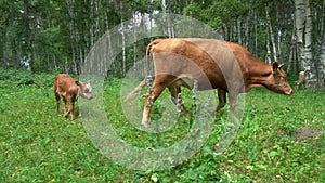 cow and calf grazing on green grass