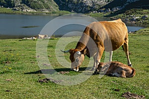 Cow with calf grazing in the lakes of Covadonga Spain