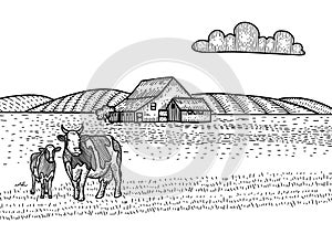 Cow and calf grazing on meadow. Farm Barn on the background. Hand drawn sketch illustration in engraving style