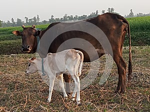 Cow with calf grazing beside the paddy field in India