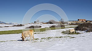 Cow and calf grazing in a snowy landscape