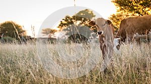 Cow Calf Grazing