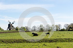 Cow and calf in a green pastureland with an old traditional windmill