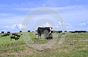 Cow and calf with herd of beef cattle