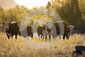 Cow & Calf Herd - Free Roaming by Salt River, Arizona