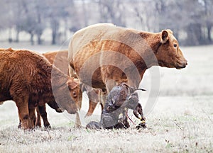 Cow and calf with the herd, newborn calf attempts to stand and then falls.