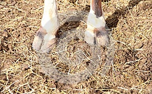 Cow calf hooves standing in straw pasture