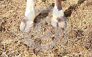 Cow calf hooves standing in straw pasture photo