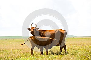 Cow and calf of Kalmyk breed