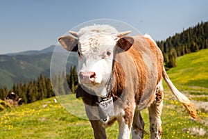 Cow Calf Loitering on Green Pasture Meadow