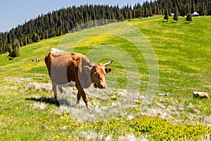 Cow Calf Loitering on Green Pasture Meadow