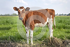 Cow calf, looks like a baby deer, red and white in a green field