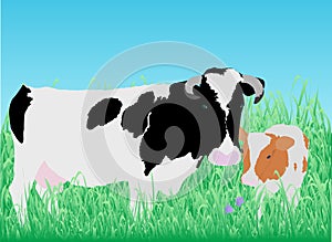 Cow with calf on meadow