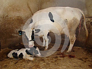 Cow calf. Mom & animal baby. The mother cow licks the newborn calf to clean it, motherhood. The first moments of birth, new life,