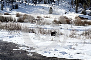 Cow and calf moose feeding on snow bank