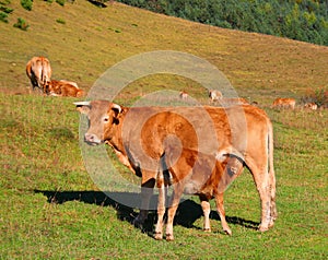 Cow and calf in the mountains