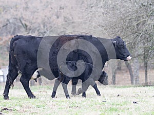 Cow Calf Pair, Black Angus Cross cow with newborn calf, walking