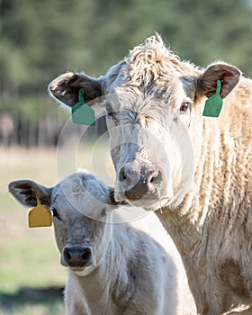 Cow-calf pair portrait