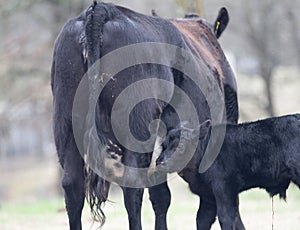 Cow and Calf Pair in spring calving season