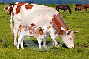 Cow with calf on pasture