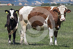 Cow With Calf On Pasture Looking At Camera