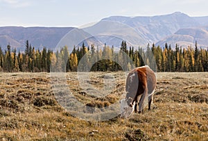 Cow calf on a pasture in the mountain steppe against the background of mountains in the haze. Altai, Russia.