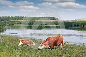 Cow and calf on pasture